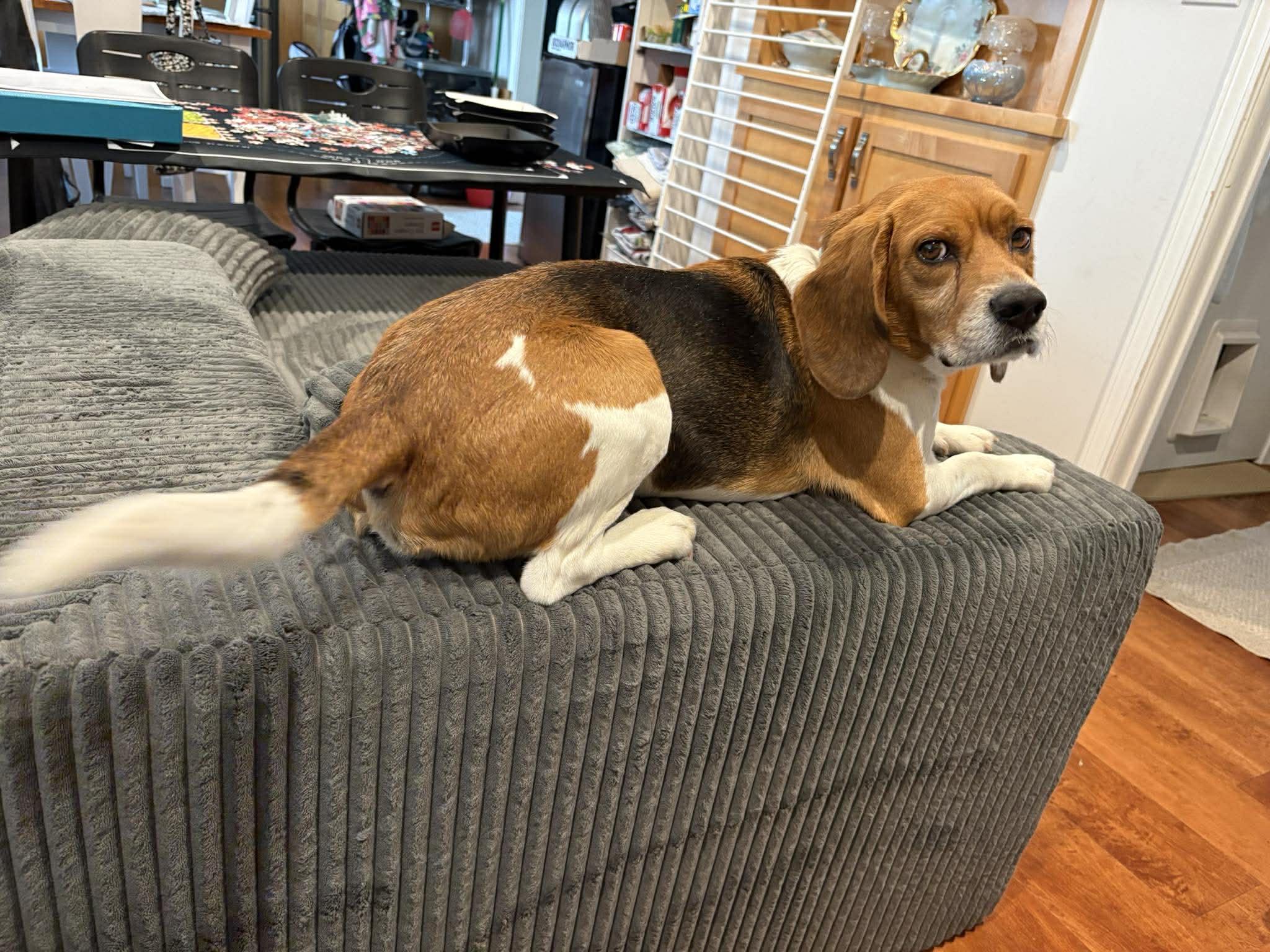 Ray, a Adoptable Beagle in TULSA, OK image 2/6