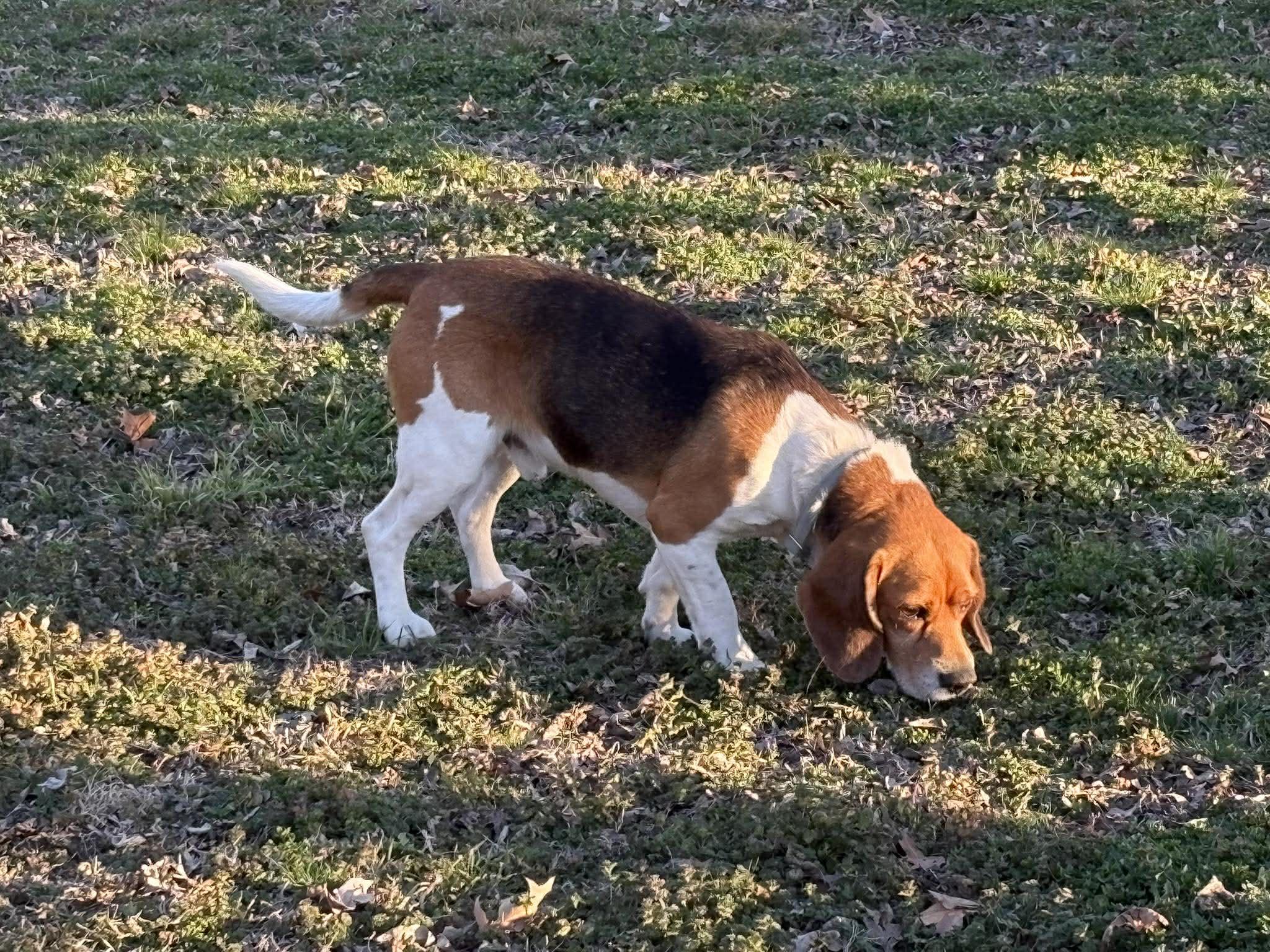 Ray, a Adoptable Beagle in TULSA, OK image 3/6