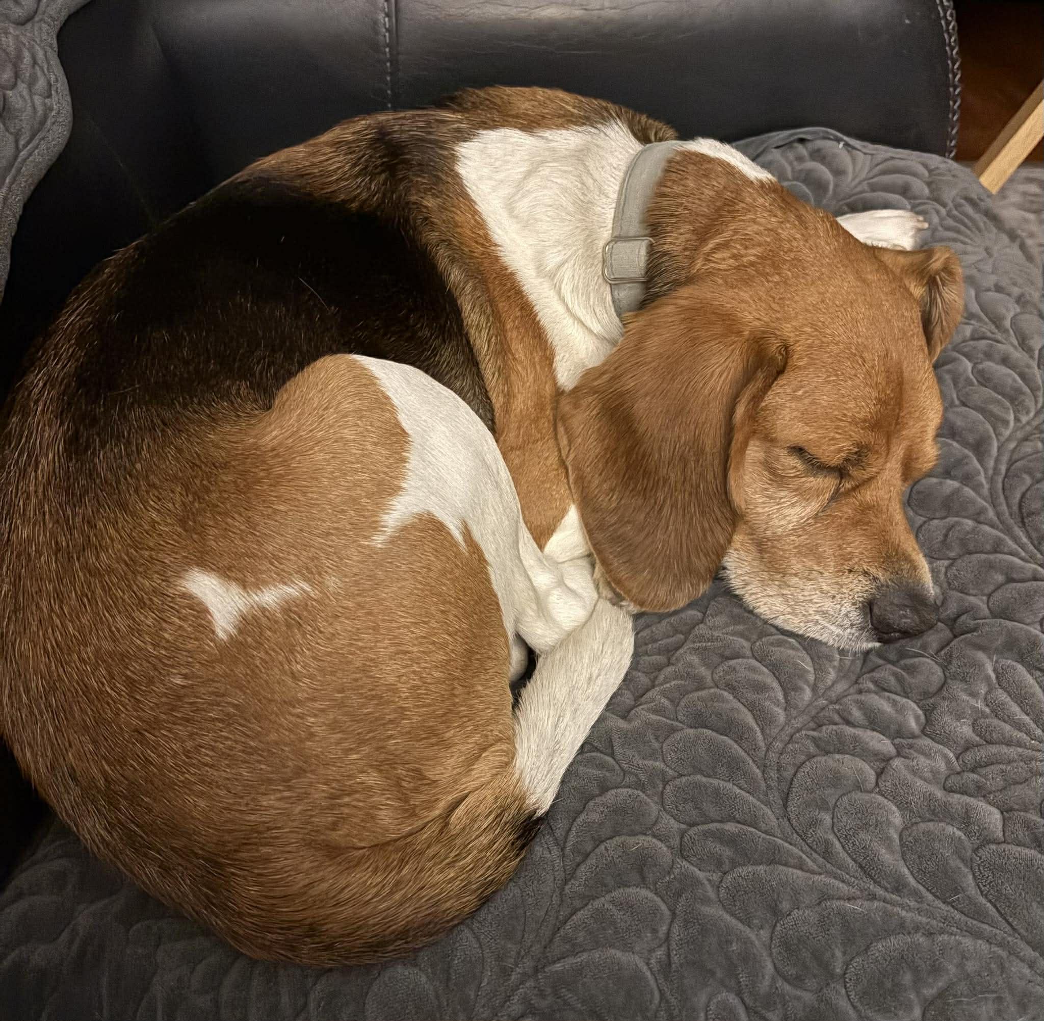 Ray, a Adoptable Beagle in TULSA, OK image 4/6