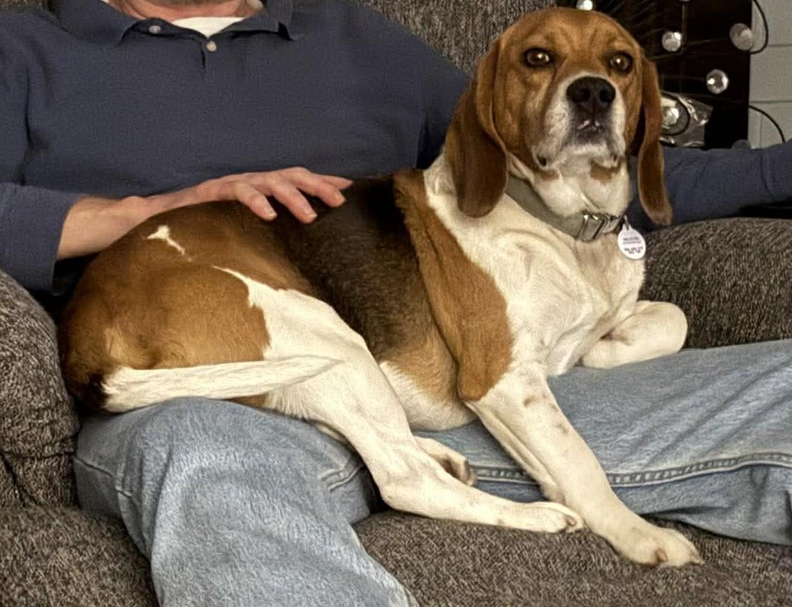 Ray, a Adoptable Beagle in TULSA, OK image 5/6