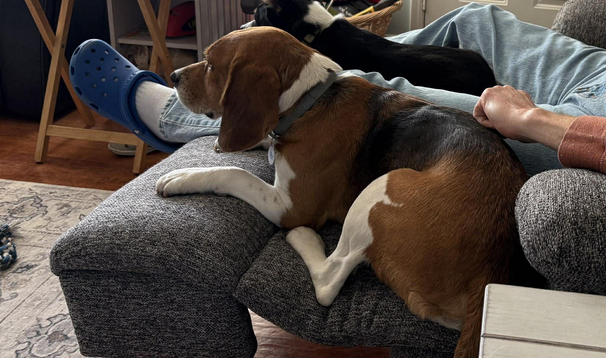 Ray, a Adoptable Beagle in TULSA, OK image 6/6