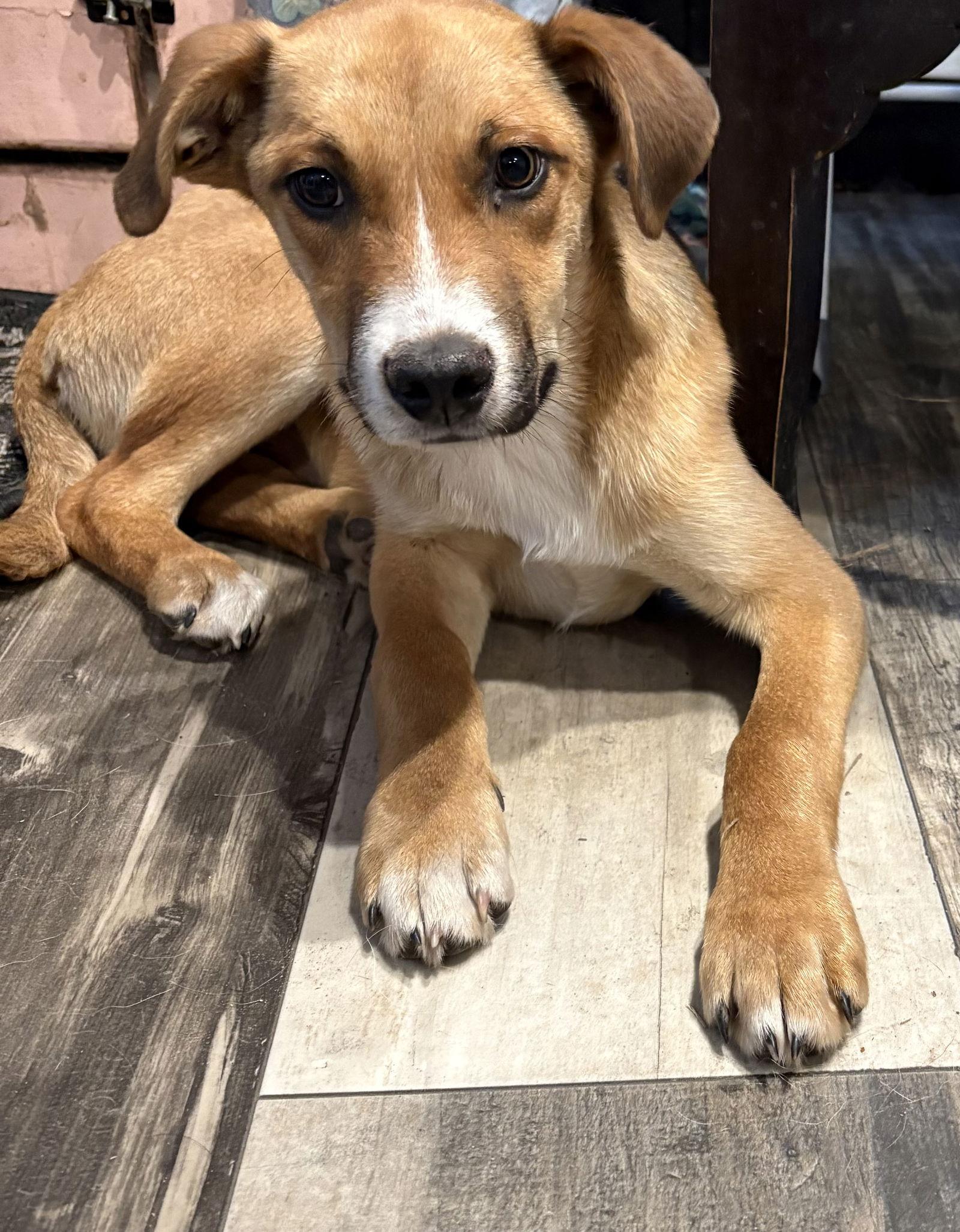 Edisto, a Adopted Mixed Breed in Mount Pleasant, SC image 2/2