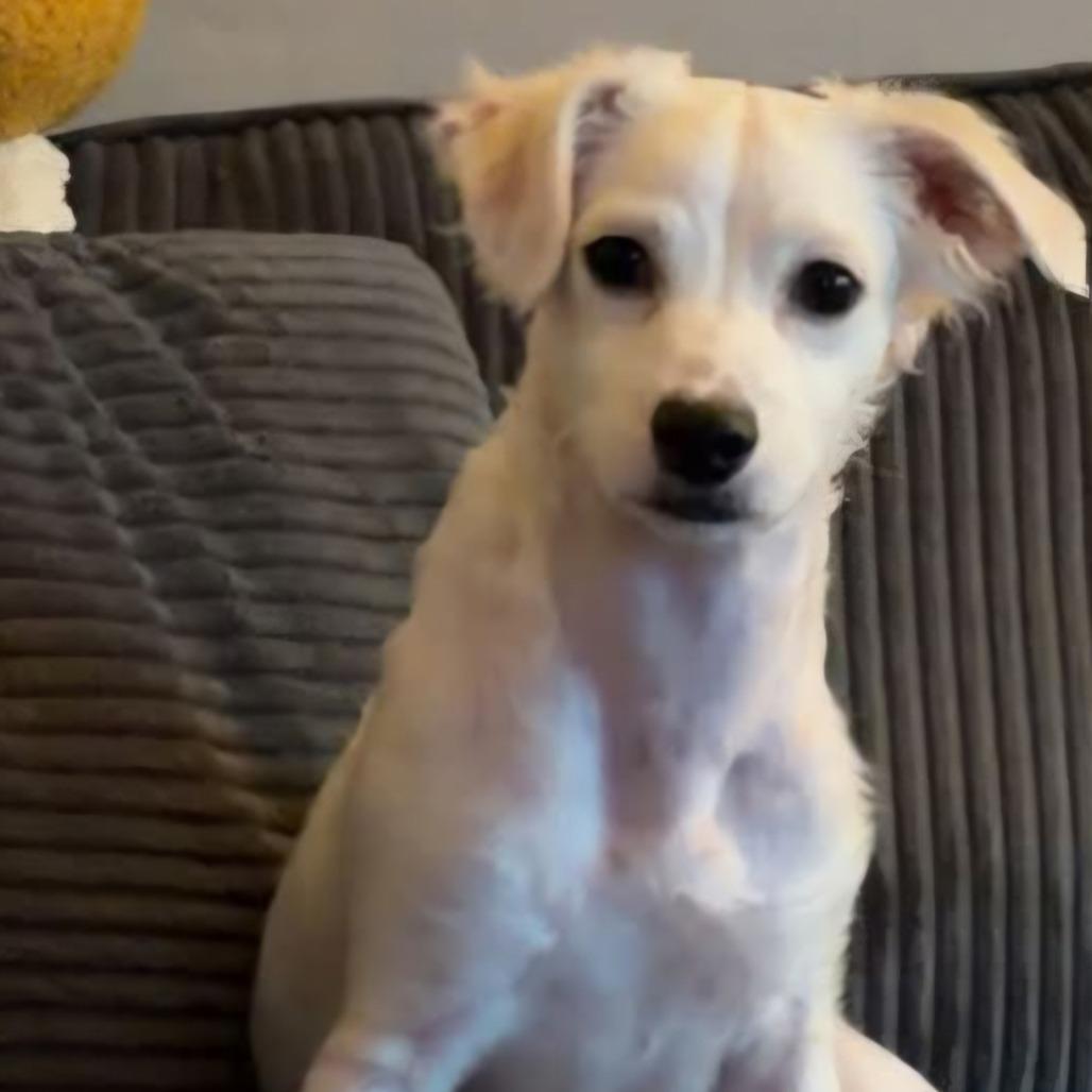 Leonardo, Adoptable, Young Male Chihuahua & Shih Tzu.