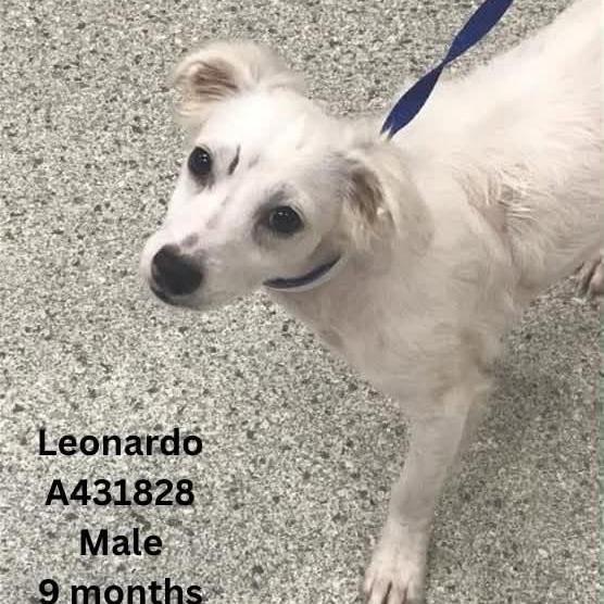 Enlarge Leonardo, a Adoptable mixed breed in Tomah, WI image 2/4
