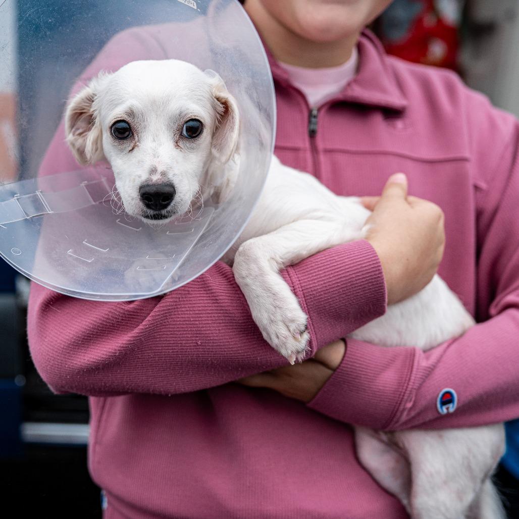 Enlarge Leonardo, a Adoptable mixed breed in Tomah, WI image 3/4