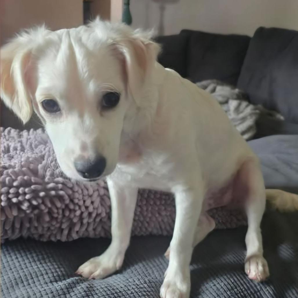 Enlarge Leonardo, a Adoptable mixed breed in Tomah, WI image 4/4
