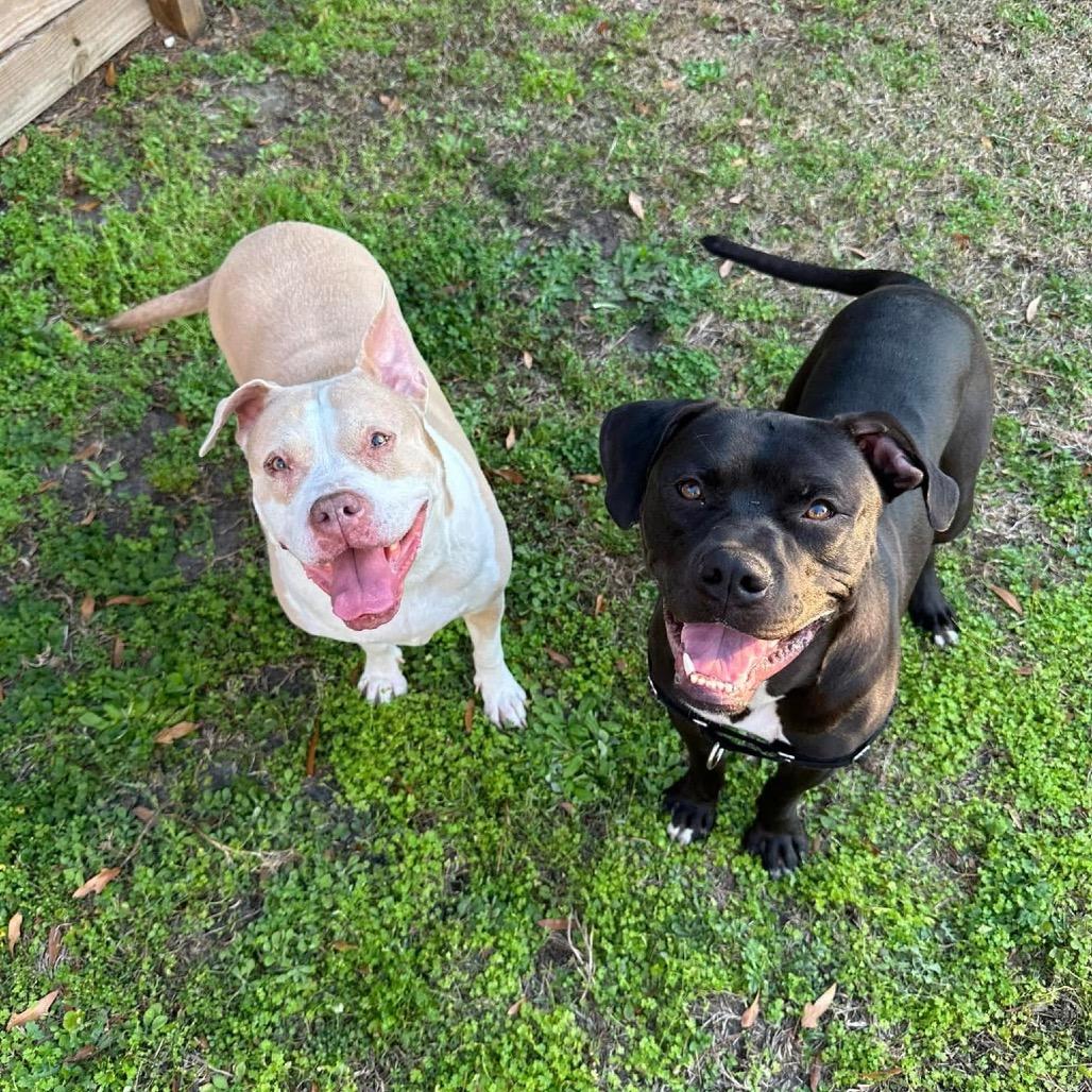 Jakoby, Adoptable, Adult Male Boxer & Mixed Breed.