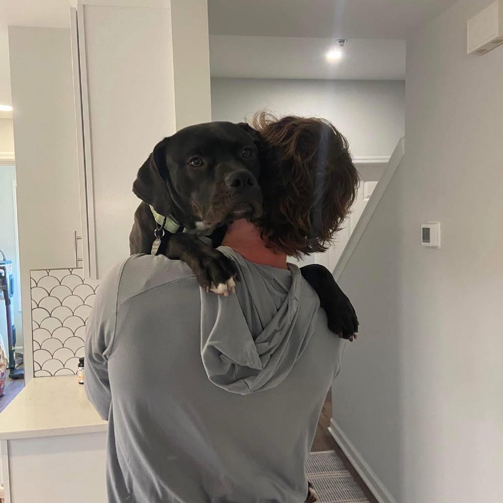 Jakoby, Adoptable, Adult Male Boxer & Mixed Breed.