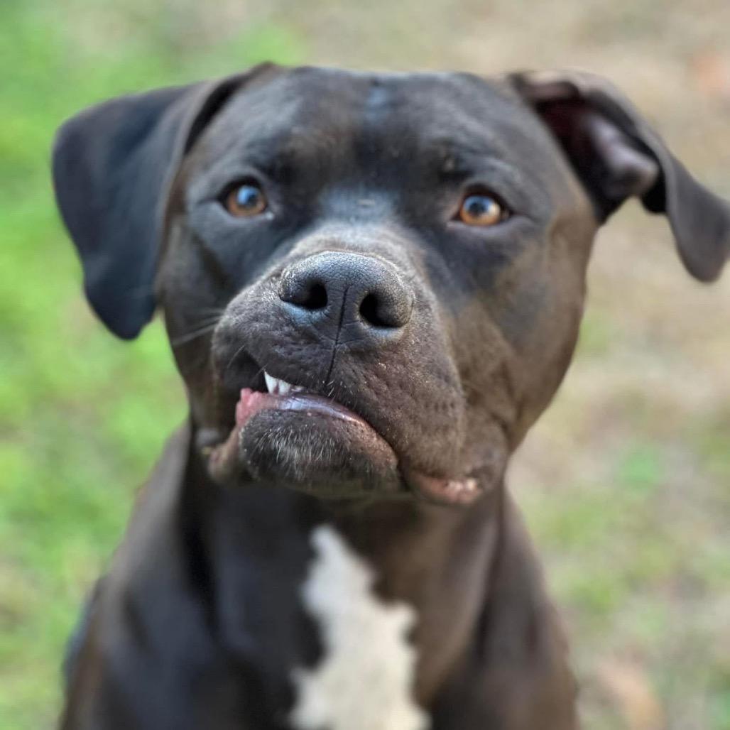 Enlarge Jakoby, a Adoptable mixed breed in Savannah, GA image 2/6
