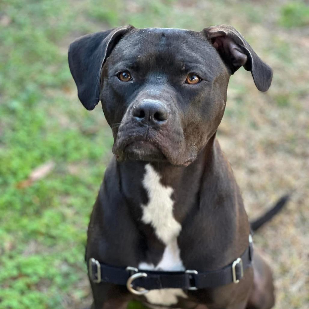 Enlarge Jakoby, a Adoptable mixed breed in Savannah, GA image 3/6