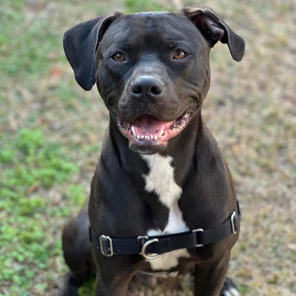 Enlarge Jakoby, a Adoptable mixed breed in Savannah, GA image 4/6