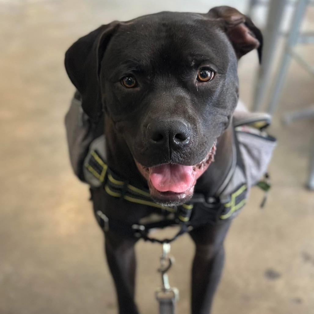 Enlarge Jakoby, a Adoptable mixed breed in Savannah, GA image 5/6