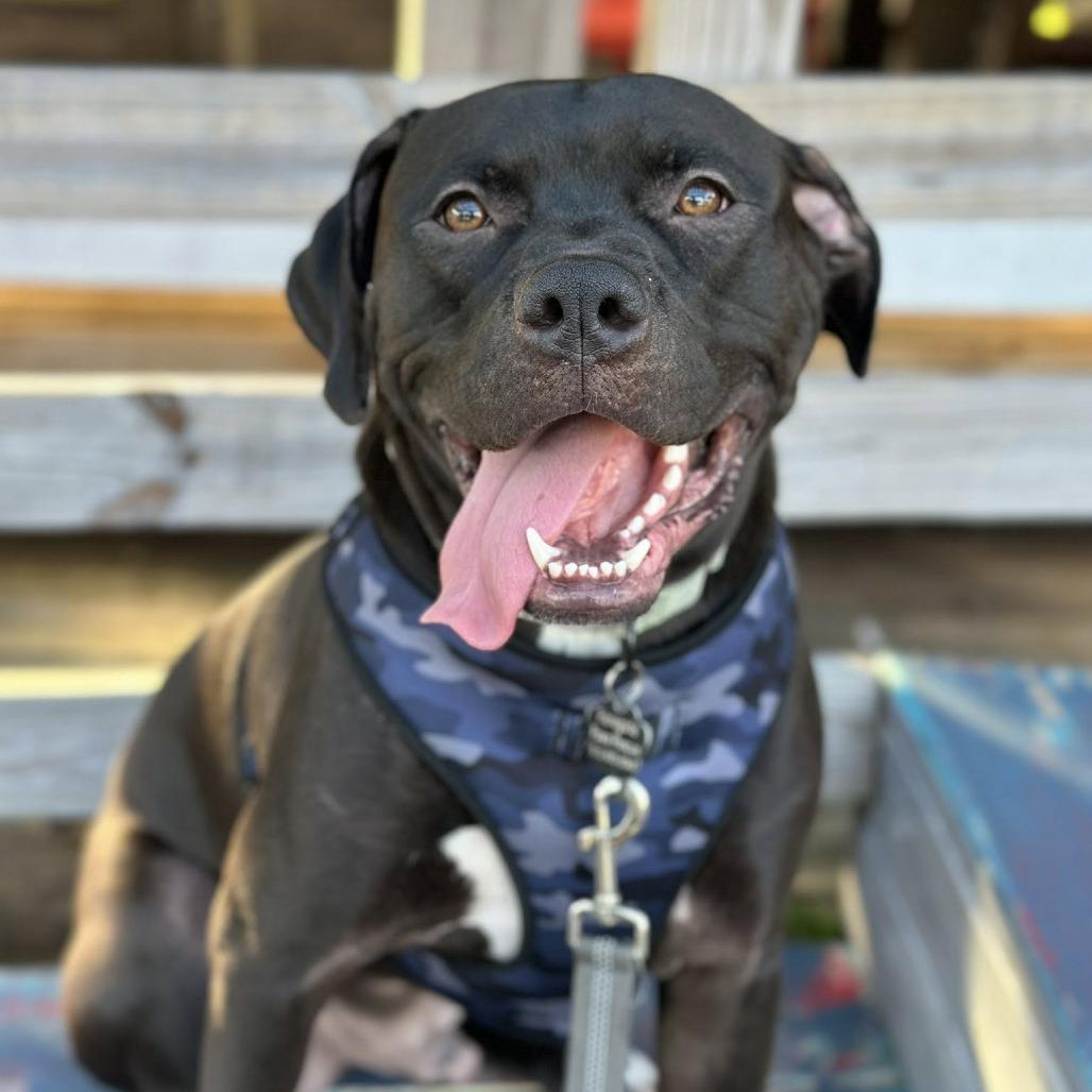 Jakoby, a Adoptable mixed breed in Savannah, GA image 6/6