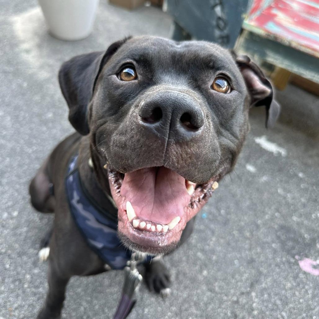 Enlarge Jakoby, a Adoptable mixed breed in Savannah, GA image 6/6
