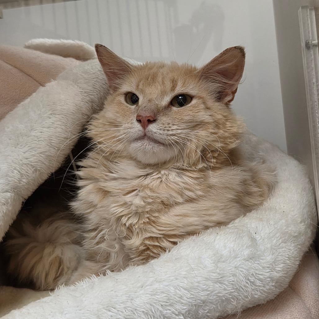 Hermes, Adoptable, Adult Male Domestic Long Hair.