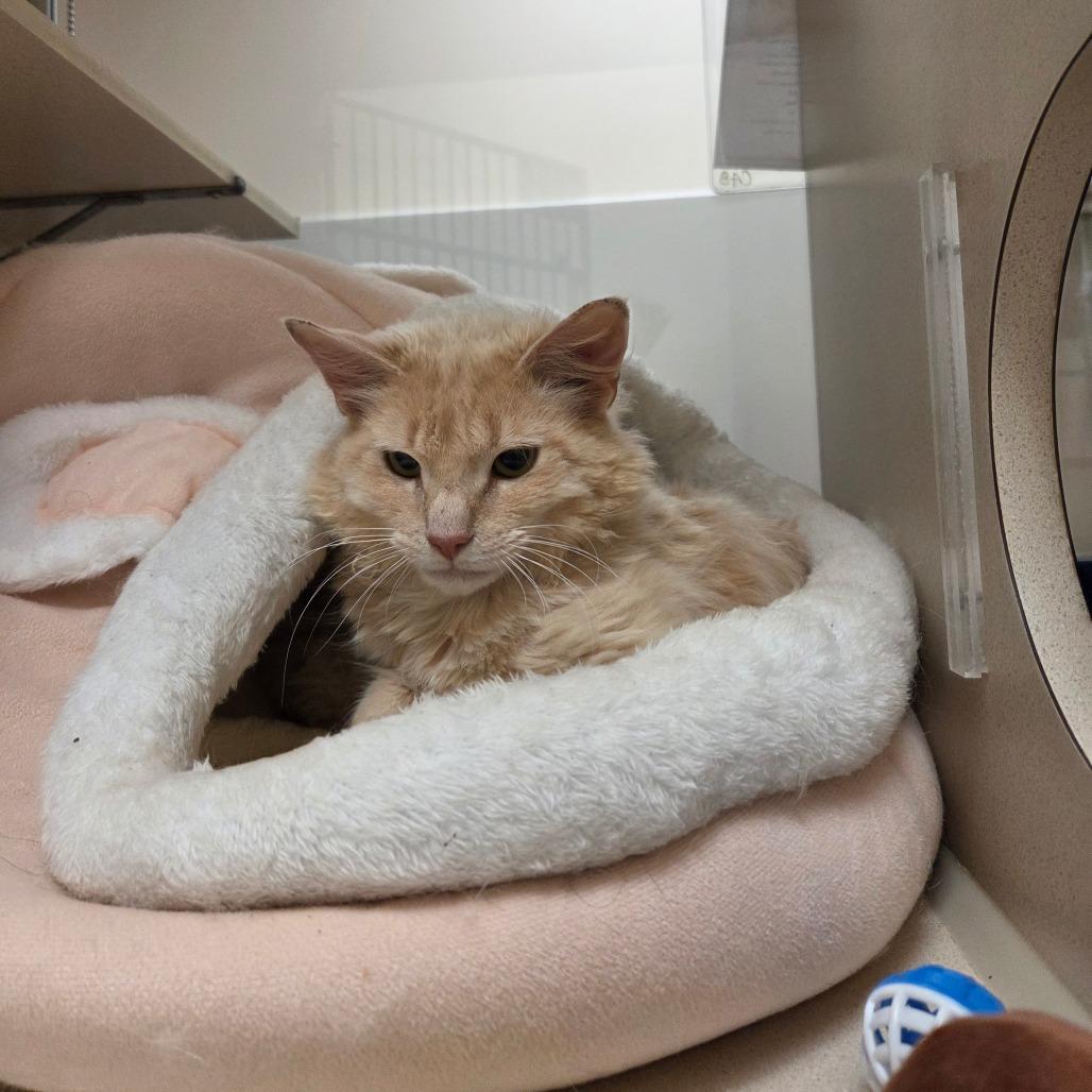 Enlarge Hermes, a Adoptable Domestic Long Hair in Ballston Spa, NY image 2/5