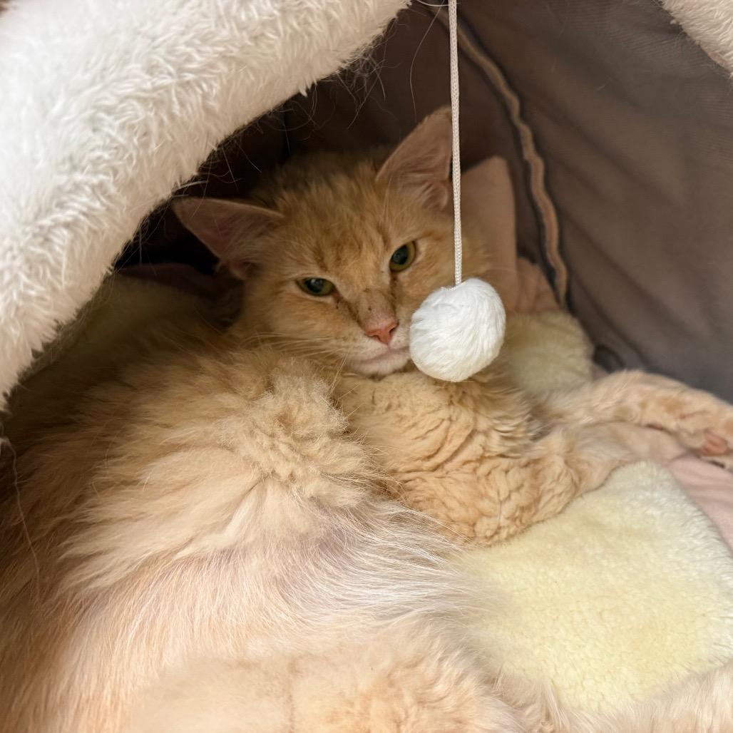 Enlarge Hermes, a Adoptable Domestic Long Hair in Ballston Spa, NY image 3/5