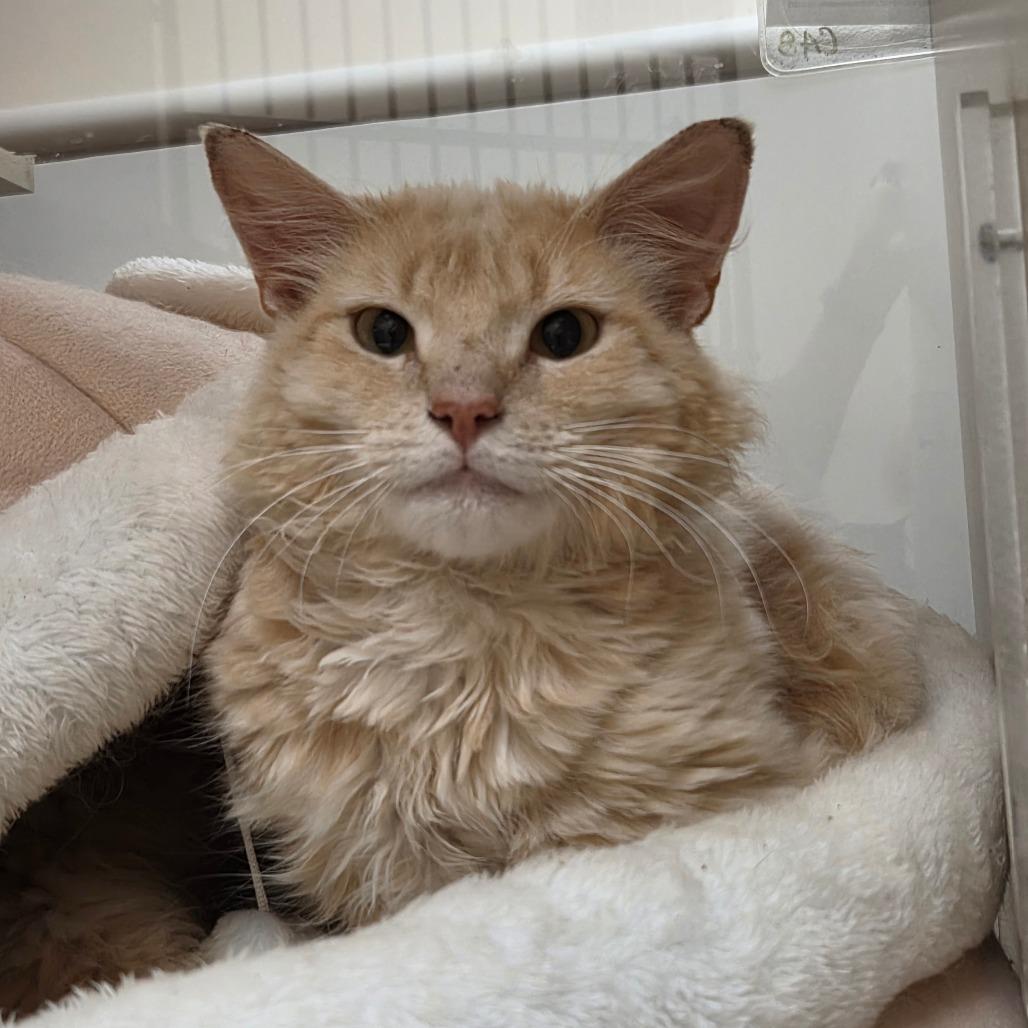 Enlarge Hermes, a Adoptable Domestic Long Hair in Ballston Spa, NY image 4/5