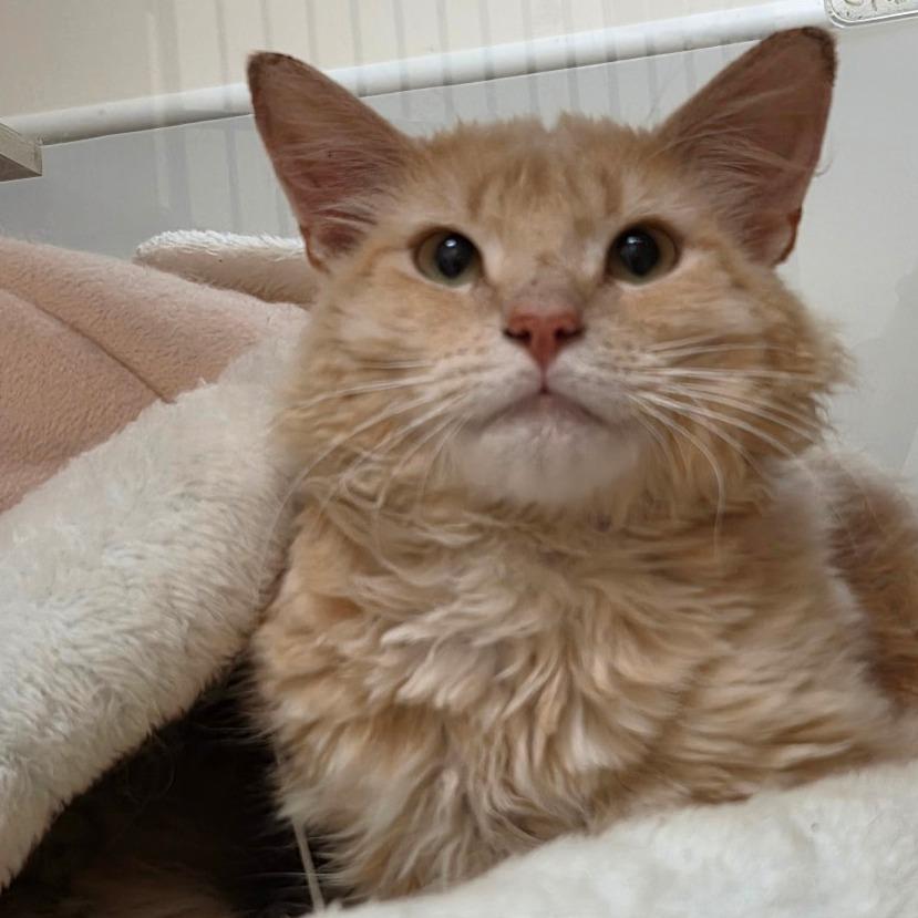 Enlarge Hermes, a Adoptable Domestic Long Hair in Ballston Spa, NY image 5/5