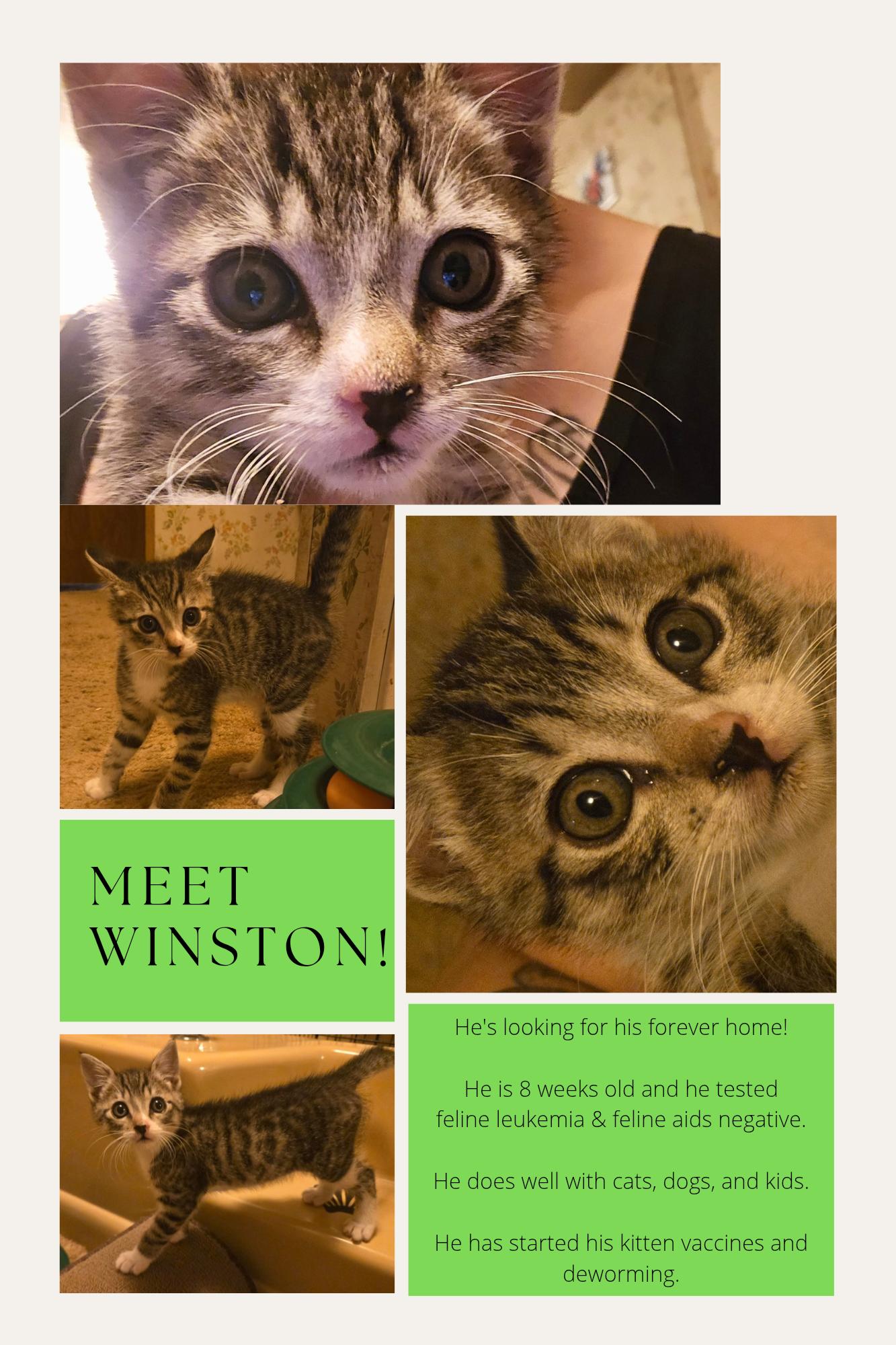Enlarge Winston, a Adopted Domestic Short Hair in Clearlake, CA image 2/3