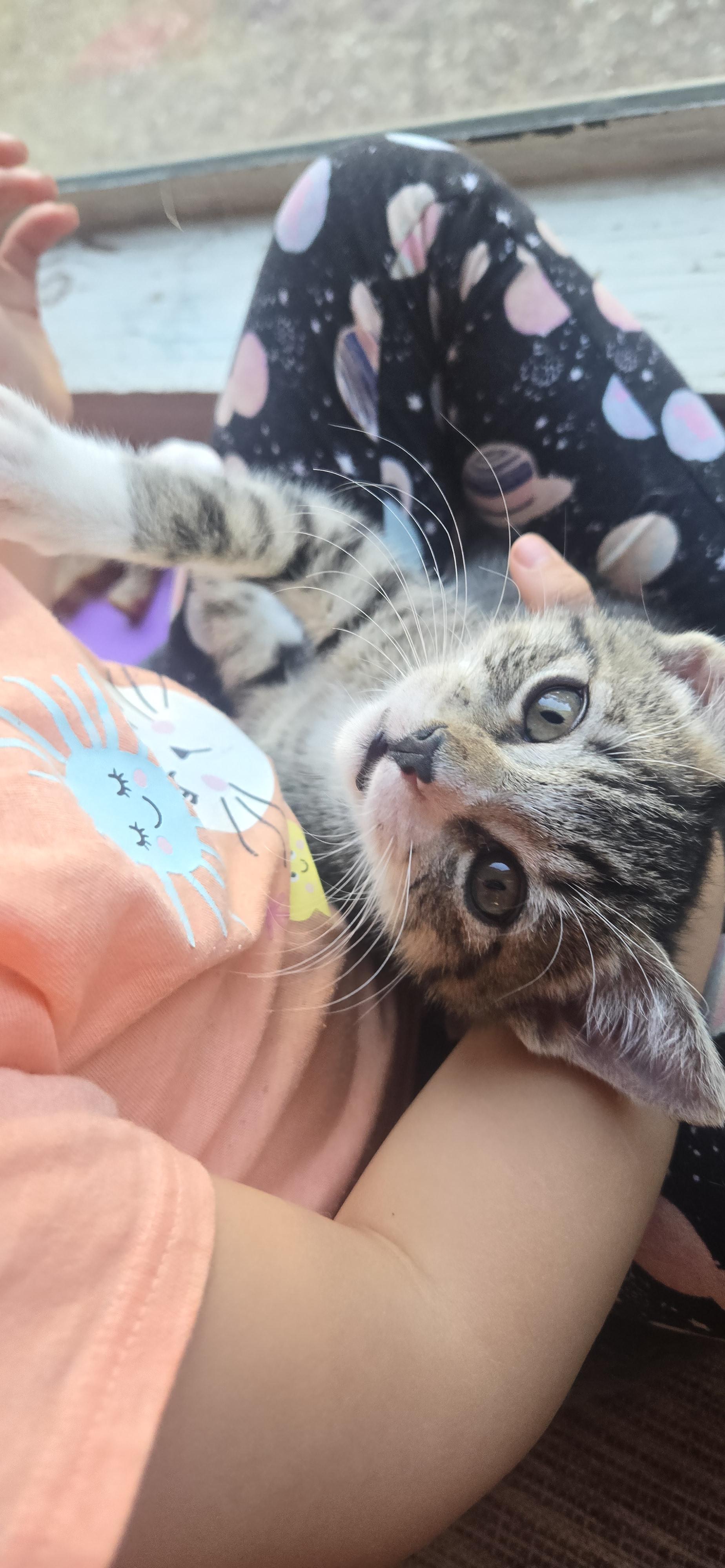 Enlarge Winston, a Adopted Domestic Short Hair in Clearlake, CA image 1/3