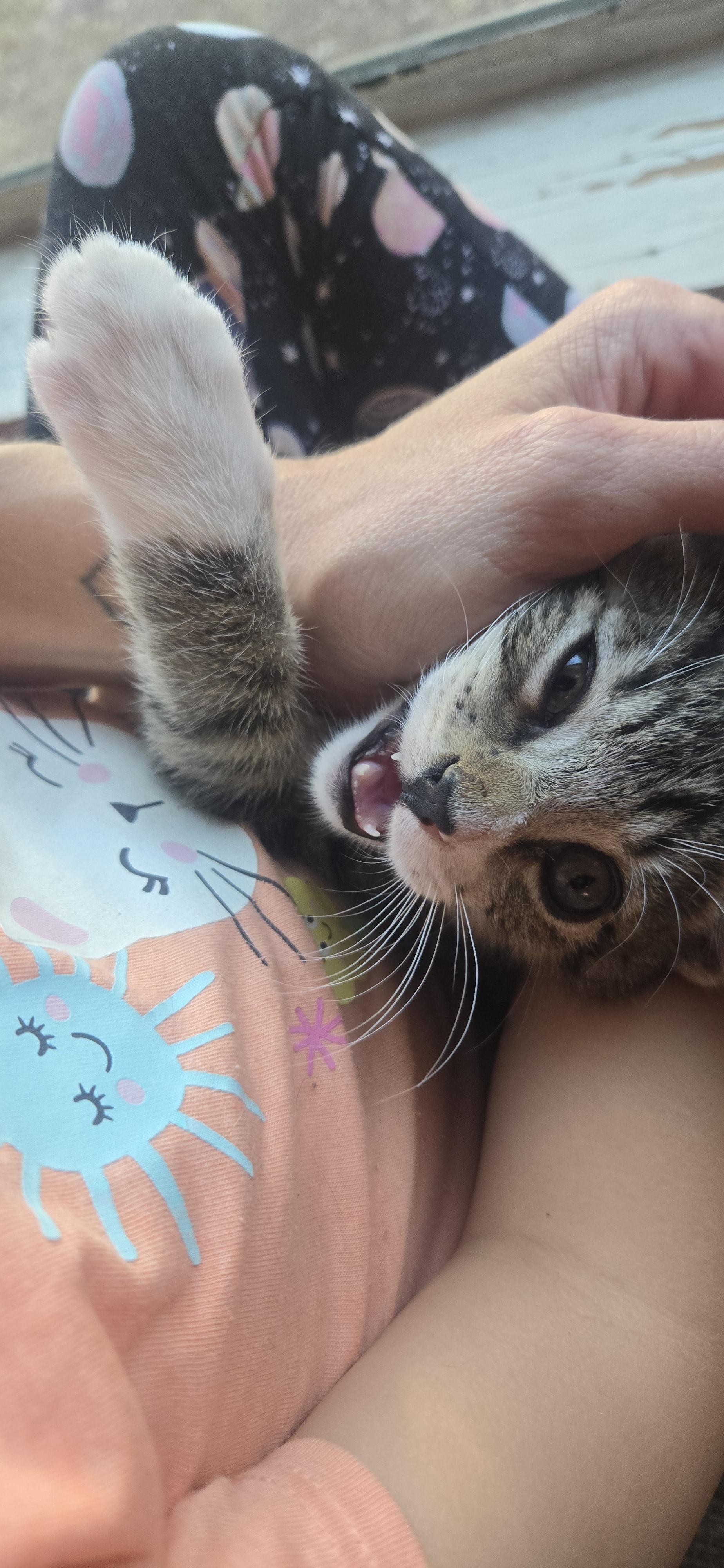 Enlarge Winston, a Adopted Domestic Short Hair in Clearlake, CA image 3/3