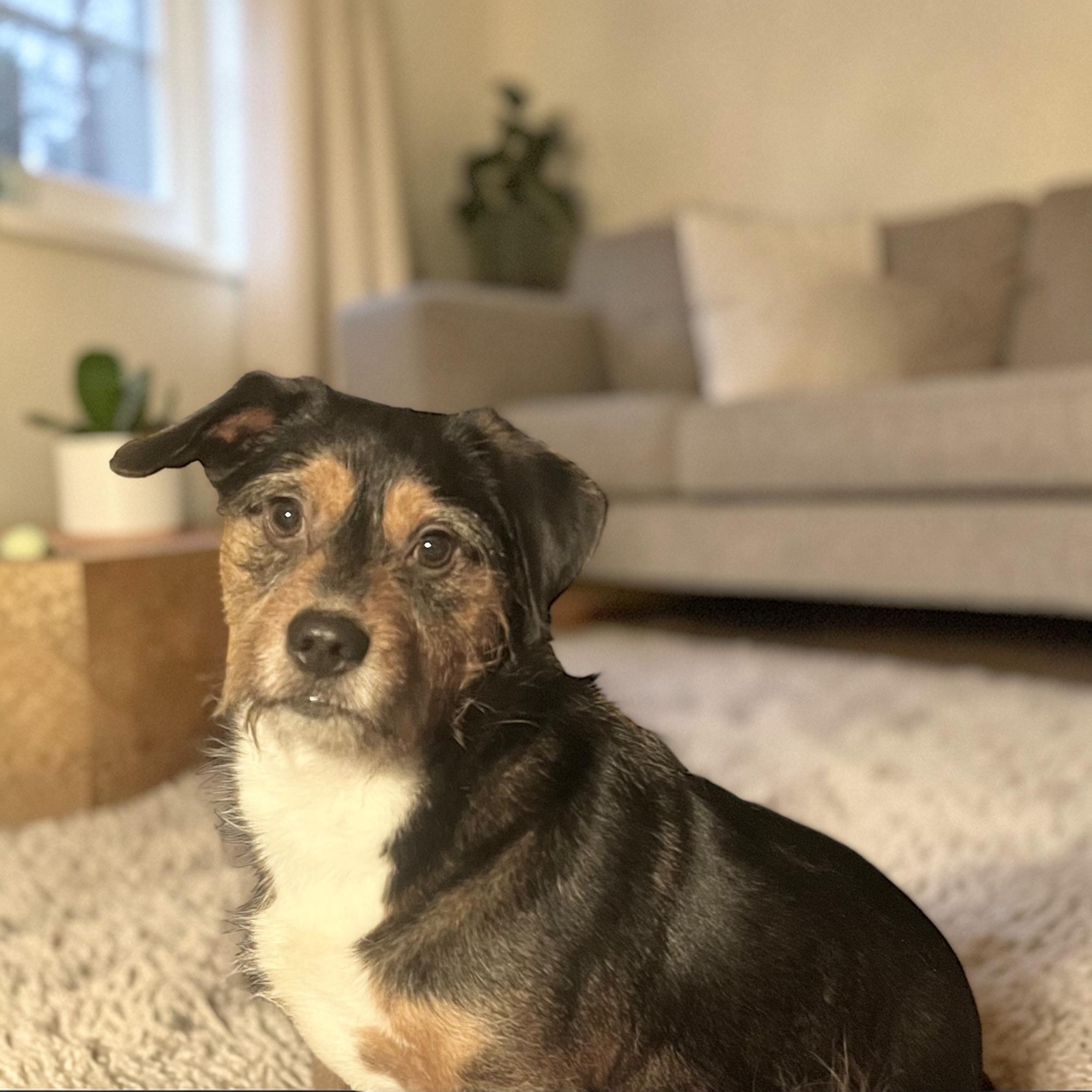 Enlarge Mr Charming, a Adoptable mixed breed in Soldotna, AK image 3/4