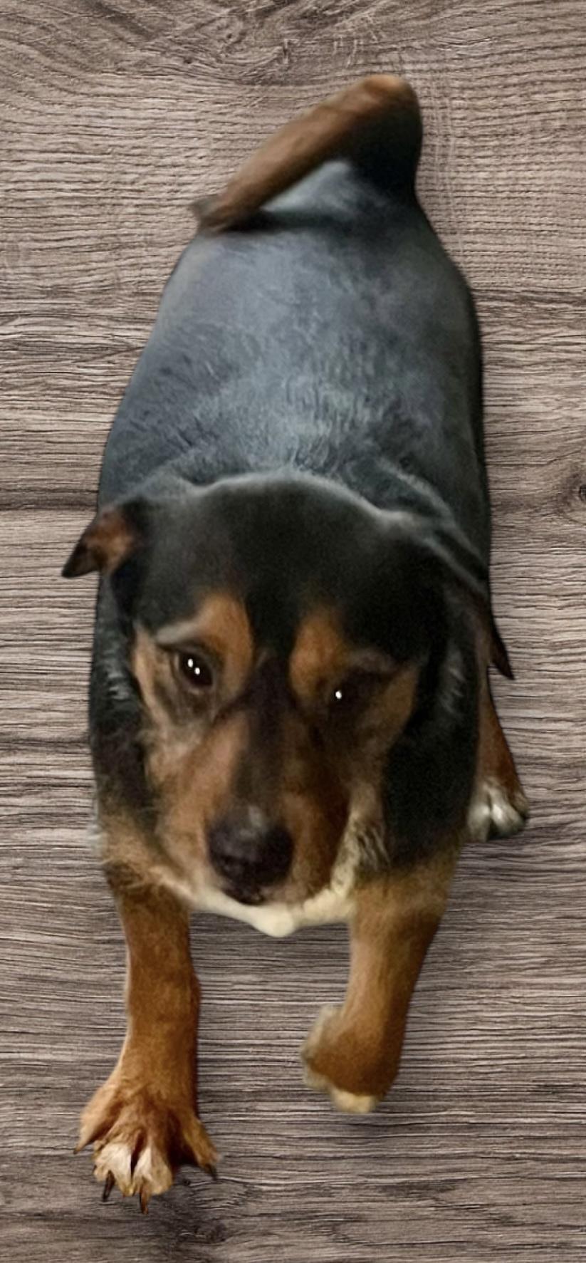 Mr Charming, a Adoptable mixed breed in Soldotna, AK image 1/4