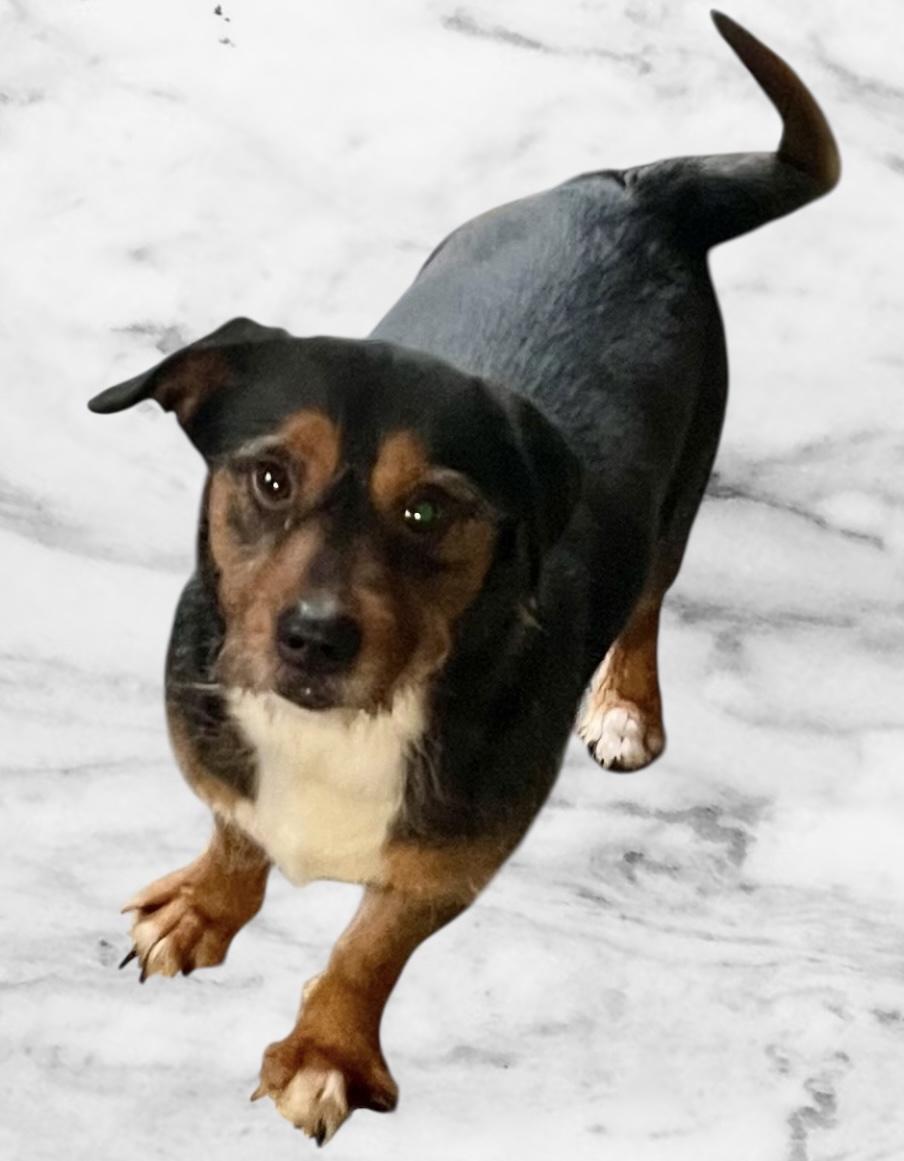 Mr Charming, a Adoptable mixed breed in Soldotna, AK image 3/4