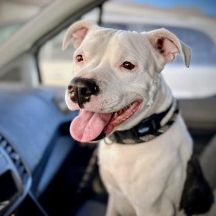 Enlarge Missy, a Adoptable mixed breed in Beatrice, NE image 1/3