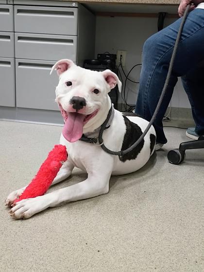 Enlarge Missy, a Adoptable mixed breed in Beatrice, NE image 2/3