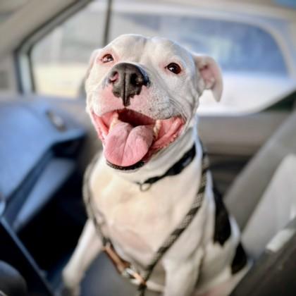 Enlarge Missy, a Adoptable mixed breed in Beatrice, NE image 3/3