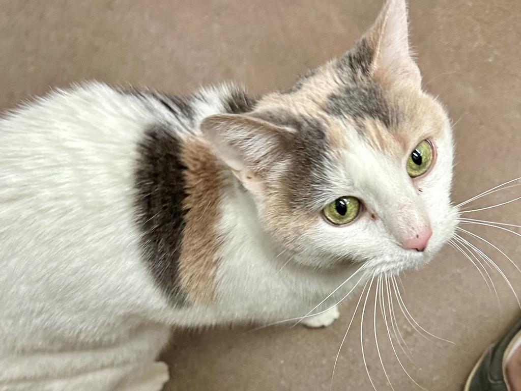 Victoria, Adoptable, Senior Female Domestic Short Hair.