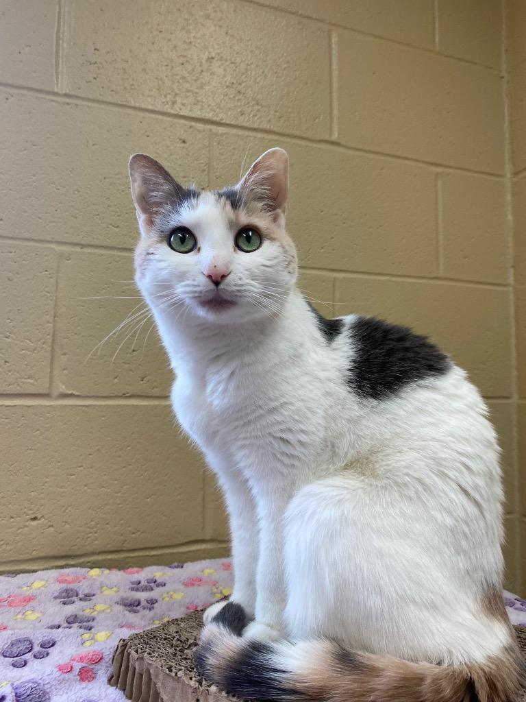 Victoria, Adoptable, Senior Female Domestic Short Hair.