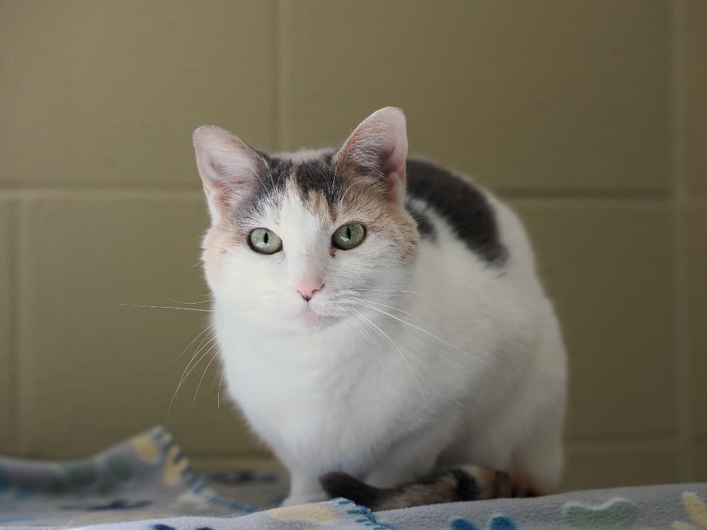 Enlarge Victoria, a Adoptable mixed breed in Cincinnati, OH image 2/6