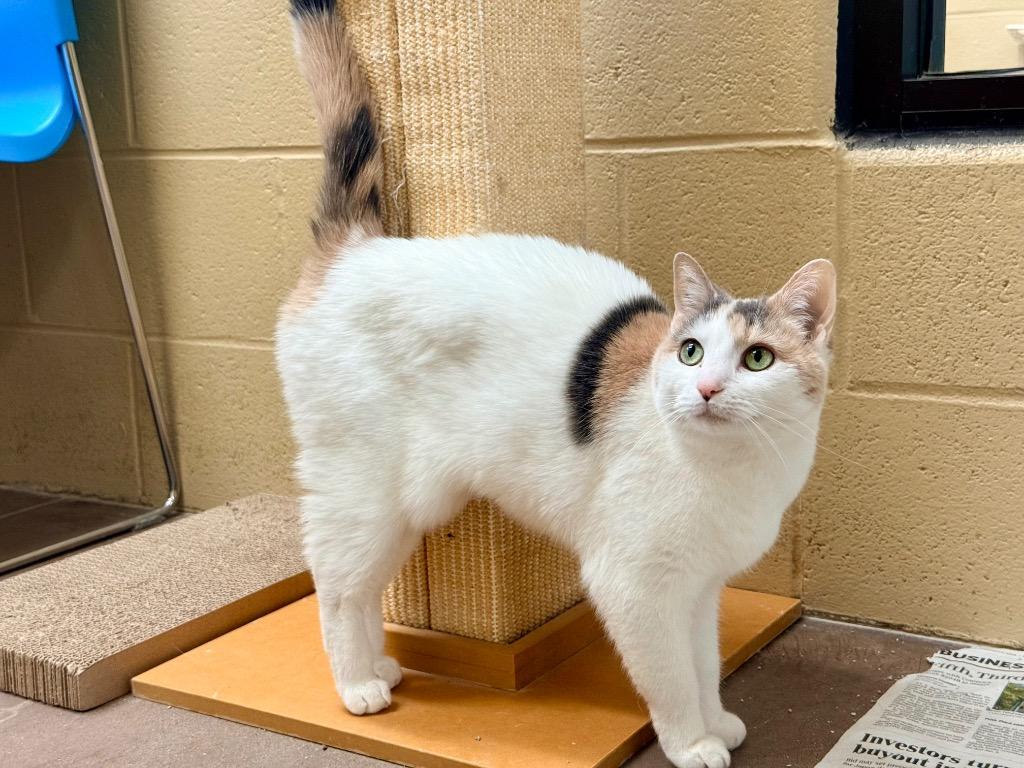 Victoria, Adoptable, Senior Female Domestic Short Hair.