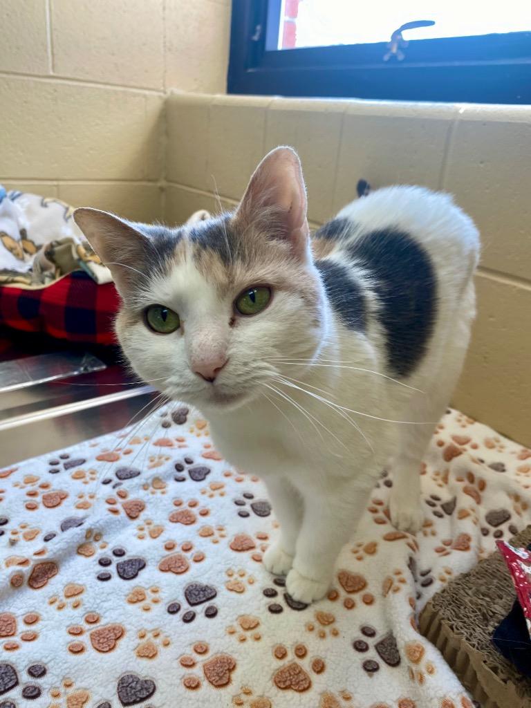 Victoria, a Adoptable mixed breed in Cincinnati, OH image 3/6