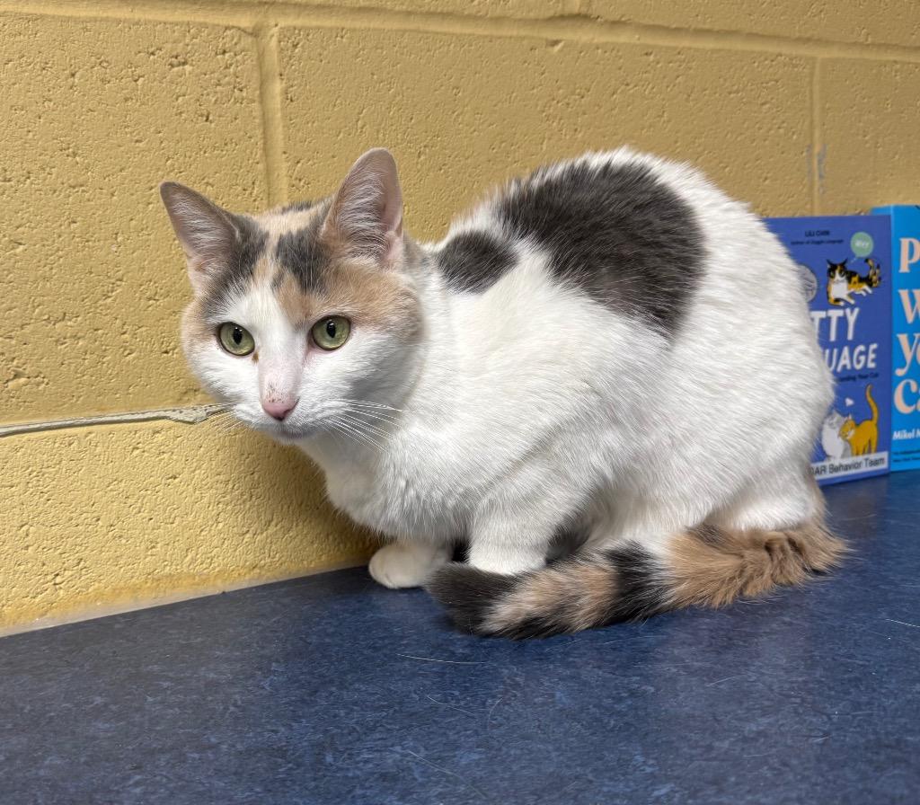 Victoria, Adoptable, Senior Female Domestic Short Hair.