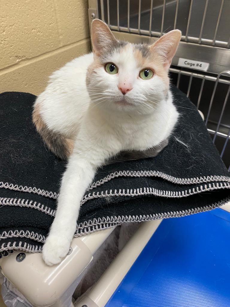 Victoria, a Adoptable mixed breed in Cincinnati, OH image 4/6