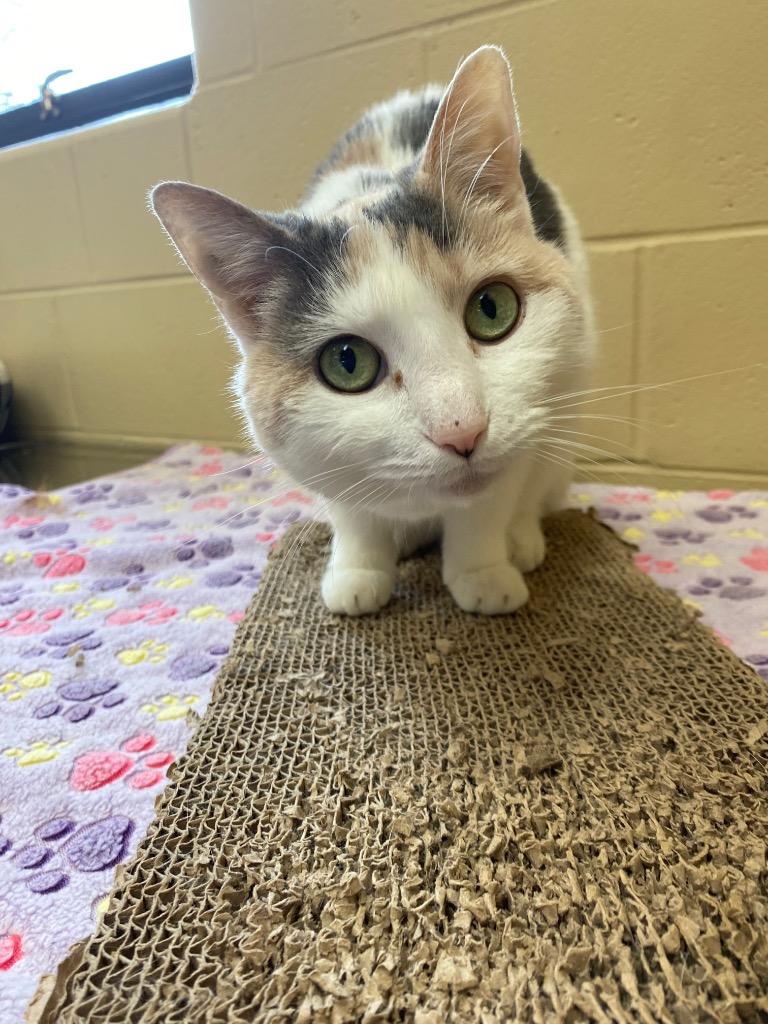 Victoria, a Adoptable mixed breed in Cincinnati, OH image 5/6