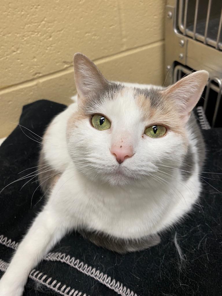 Victoria, a Adoptable mixed breed in Cincinnati, OH image 6/6