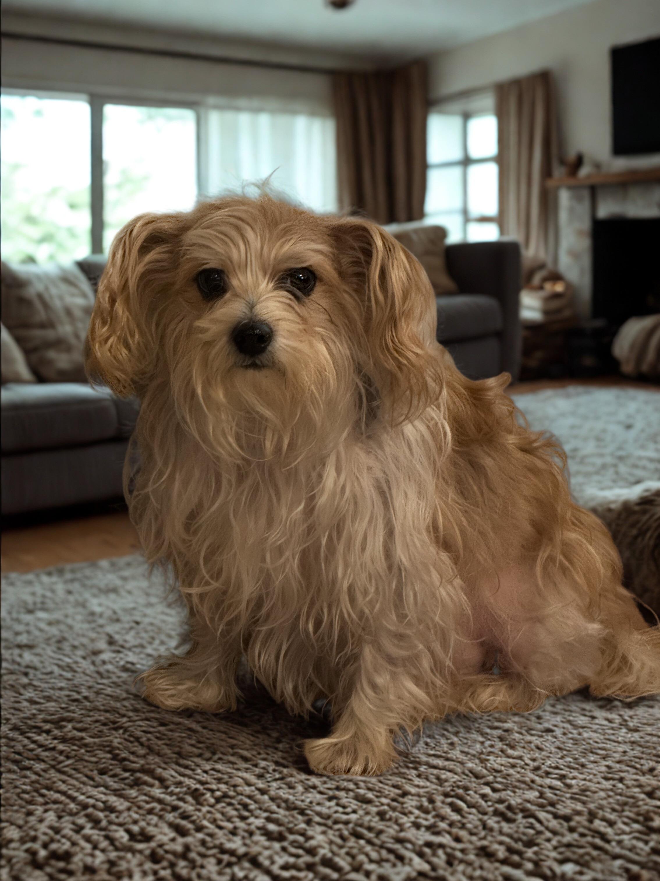 Enlarge Lizzie, a Adopted mixed breed in Willard, NC image 1/1