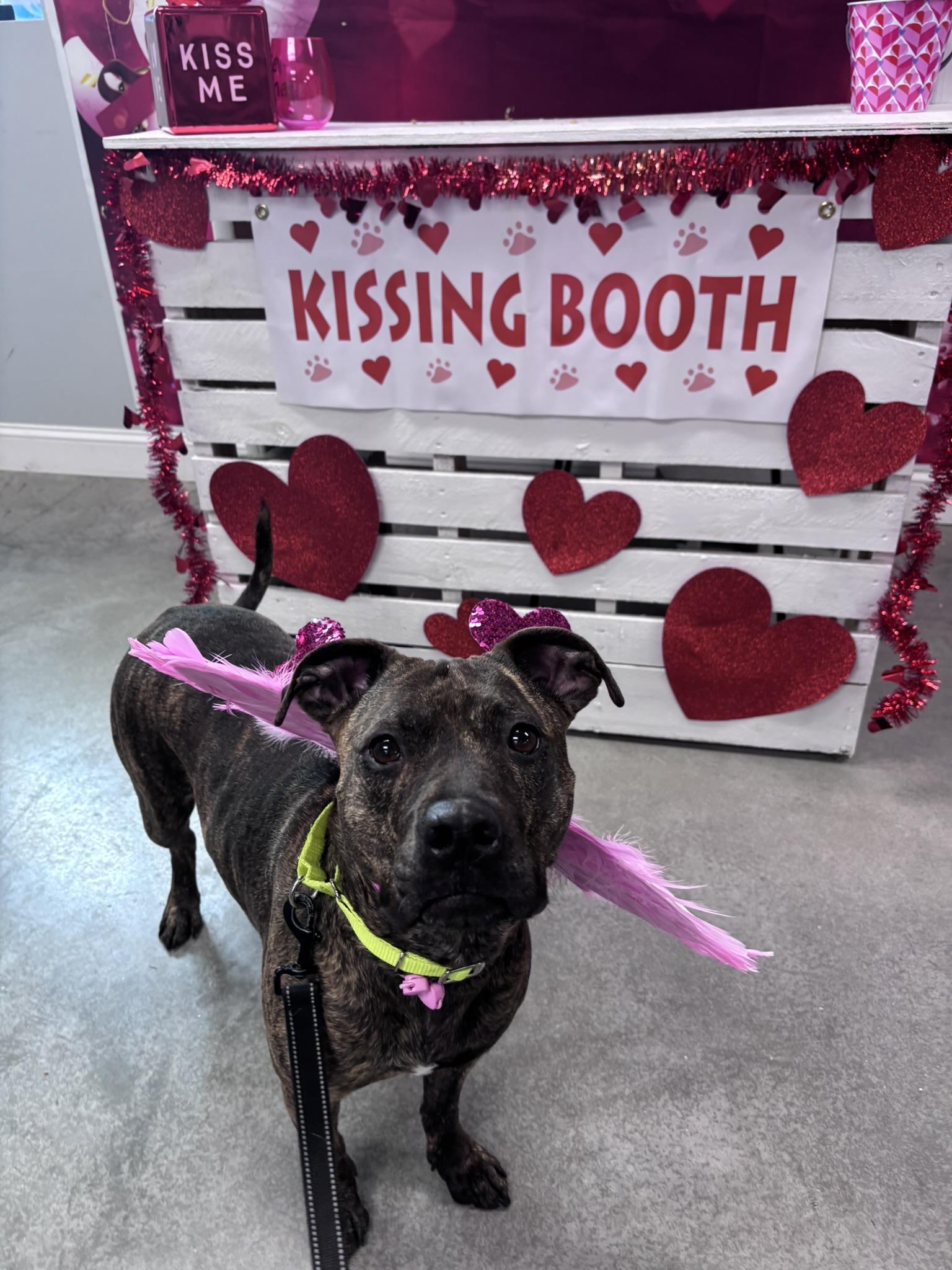 Enlarge Bonded Pair Ellie and Hallsey, a Adoptable mixed breed in Pembroke, MA image 6/6