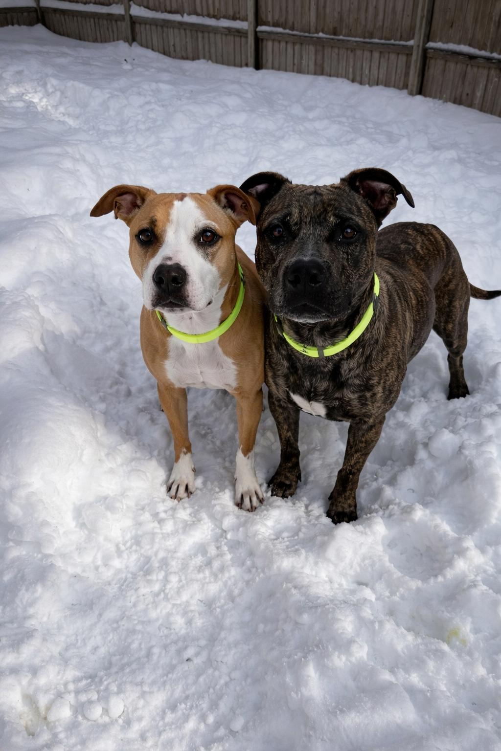 Enlarge Bonded Pair Ellie and Hallsey, a Adoptable mixed breed in Pembroke, MA image 2/6
