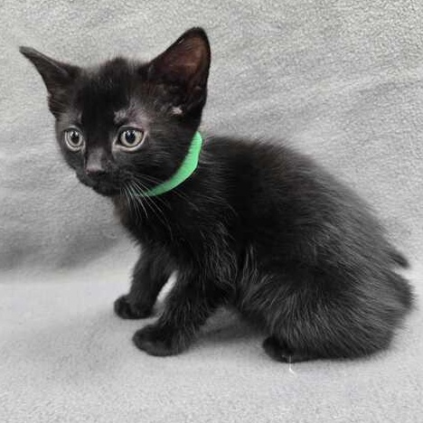 Astrophage, an adopted Domestic Short Hair in Flatwoods, KY image 3/4