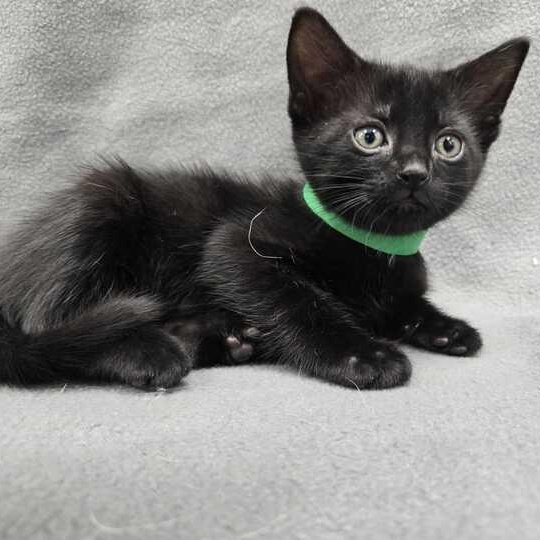 Astrophage, an adopted Domestic Short Hair in Flatwoods, KY image 2/4