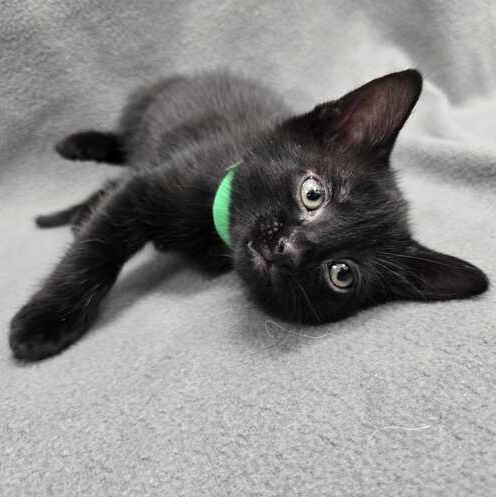 Astrophage, an adopted Domestic Short Hair in Flatwoods, KY image 4/4