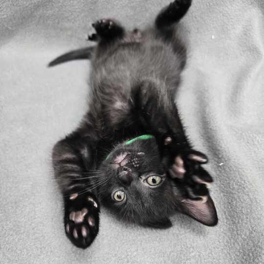Astrophage, adopted, Kitten Male Domestic Short Hair.