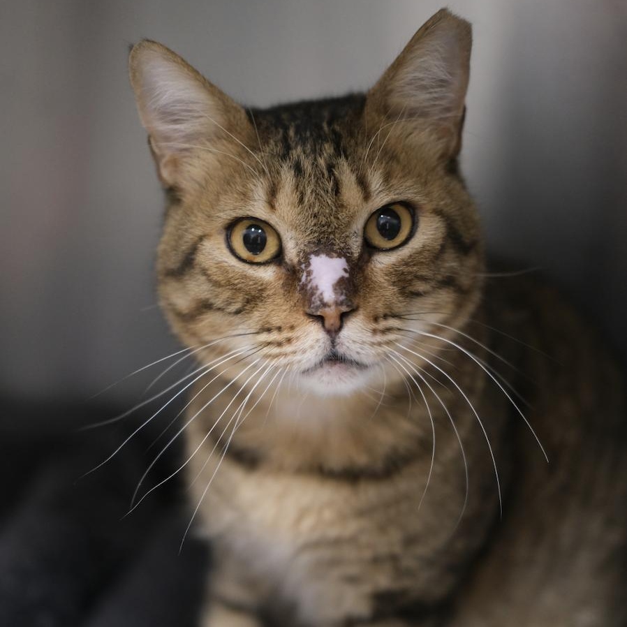 Enlarge Bruno & Scootie, a ADOPTABLE Domestic Short Hair in Waltham, MA image 2/6