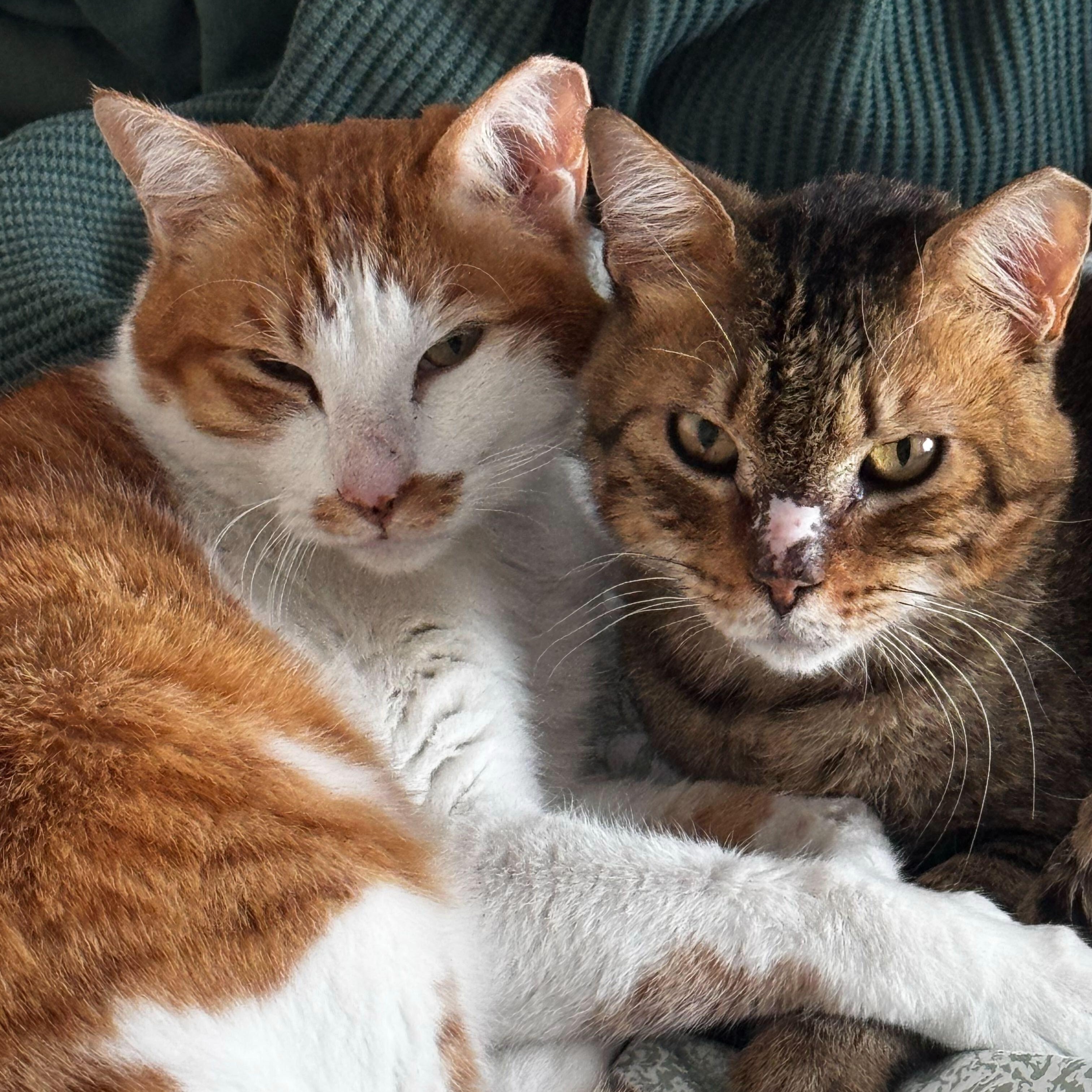 Bruno & Scootie, ADOPTABLE, Adult Male Domestic Short Hair.